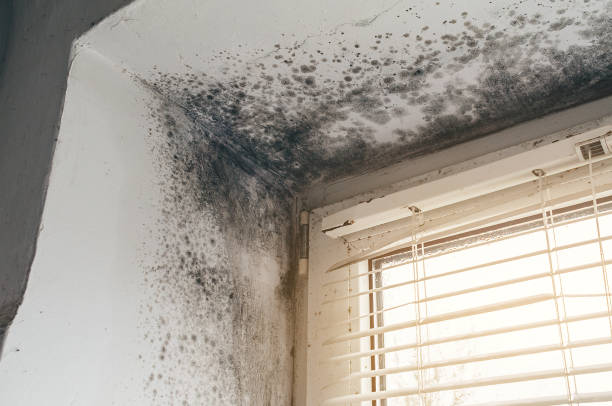 Trusted Black Mold Removal service in Marriottsville, MD - Cheap Mold Removal